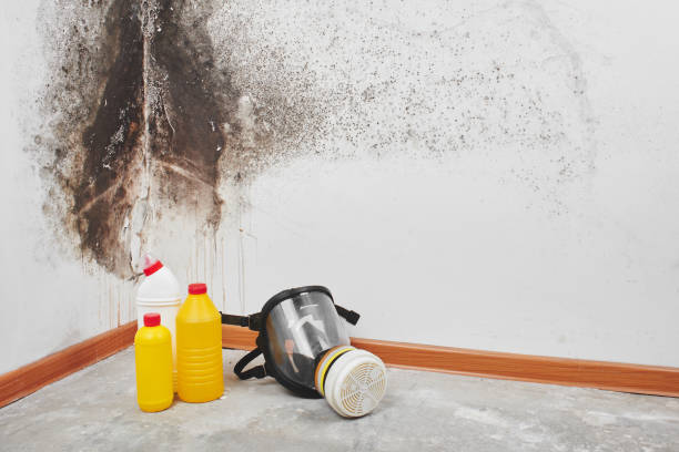 Best Office Mold Removal Services  in Coleytown, CT