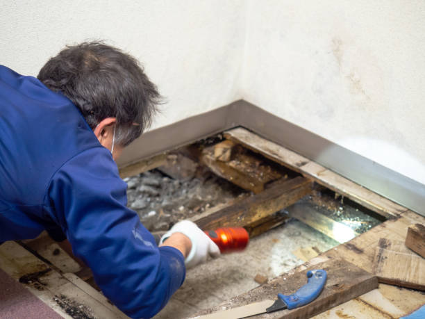 Best Home Mold Removal  in Coleytown, CT