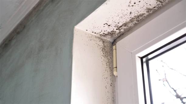 Coleytown, CT Mold Removal Company