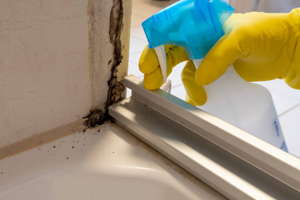 Best Crawl Space Mold Removal  in Coleytown, CT
