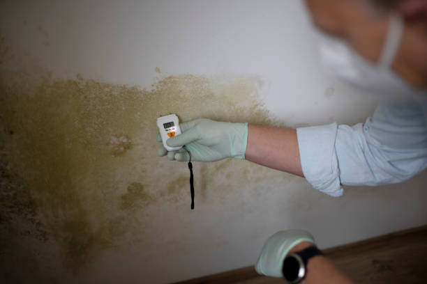  Coleytown, CT Mold Removal Pros