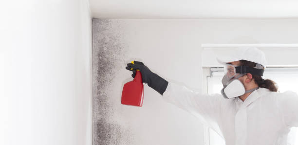 Best Same-Day Mold Removal  in Coleytown, CT