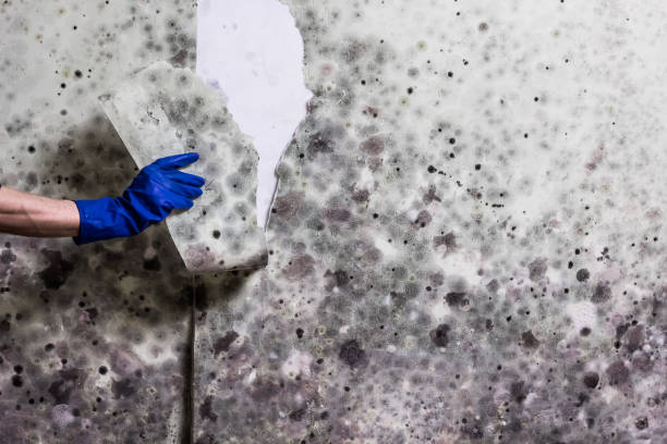 Best Mold Removal Company Near Me  in Coleytown, CT