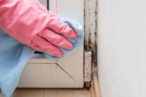 Best Mold Damage Repair  in Coleytown, CT