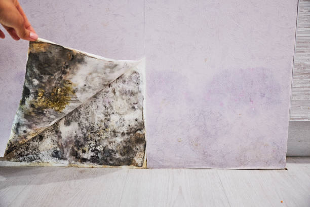 Best Mold Testing  in Coleytown, CT